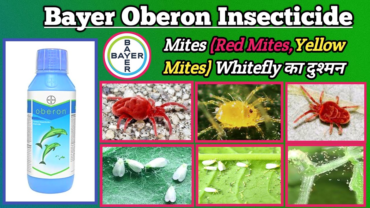 Bayer Oberon| बायर ओबेरान |Spiromesifen 240% SC | Red Mites, Yellow Mites, Whitefly का दुश्मन |2021
