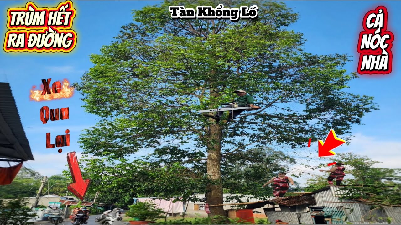 Cưa cây siêu khủng, siêu nhánh ở lộ xe / Sawing down a giant tree on the road | P109