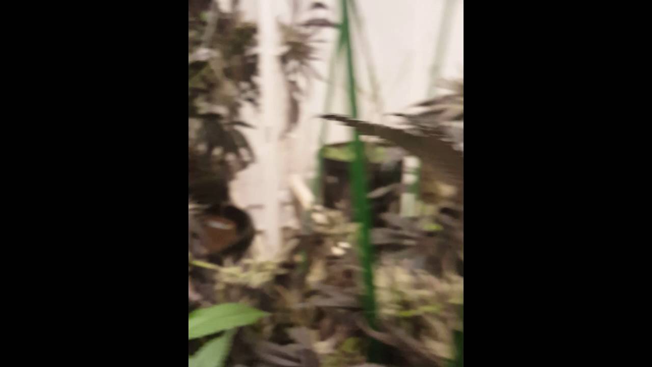 Strawberry fields Cannabis Strain review
