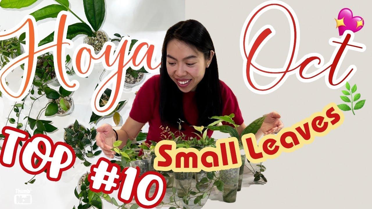 💖TOP 10 Favourite HOYA of October 2022 | Small Tiny leaf Hoya | Cuttings |Care Tips | Growth Update