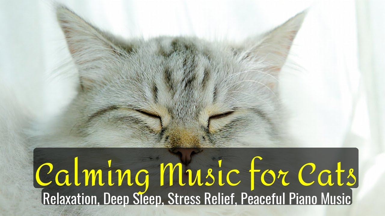 LIVE Relaxing Sleeping Kitten for Better Sleep 😌 | Season 79