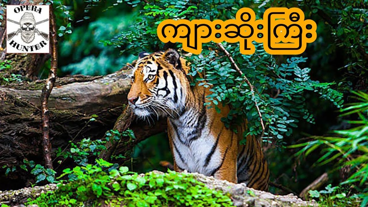ကျားဆိုးကြီး - စဆုံး