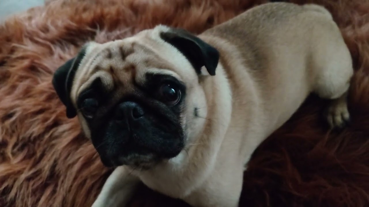 Pug plays with dog toy