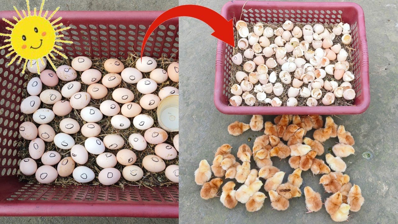 Hatch eggs without incubator 100% real video ||Egg incubator without electricity ||Sunlight hatching