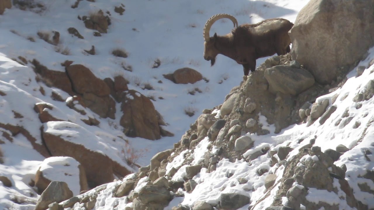 Ibex in Ladakh, on the Tropical Birding Snow Leopard Tour, NW India