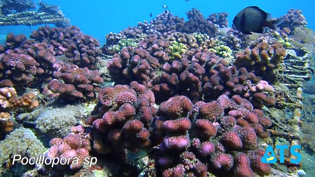 Pocillopora coral Transplantasi atau karang hias indonesia