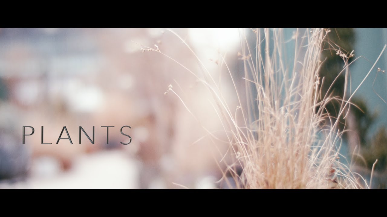 Plants (Camera/Lens Test Shot On The Blackmagic Ursa Mini Pro 4.6K G2)