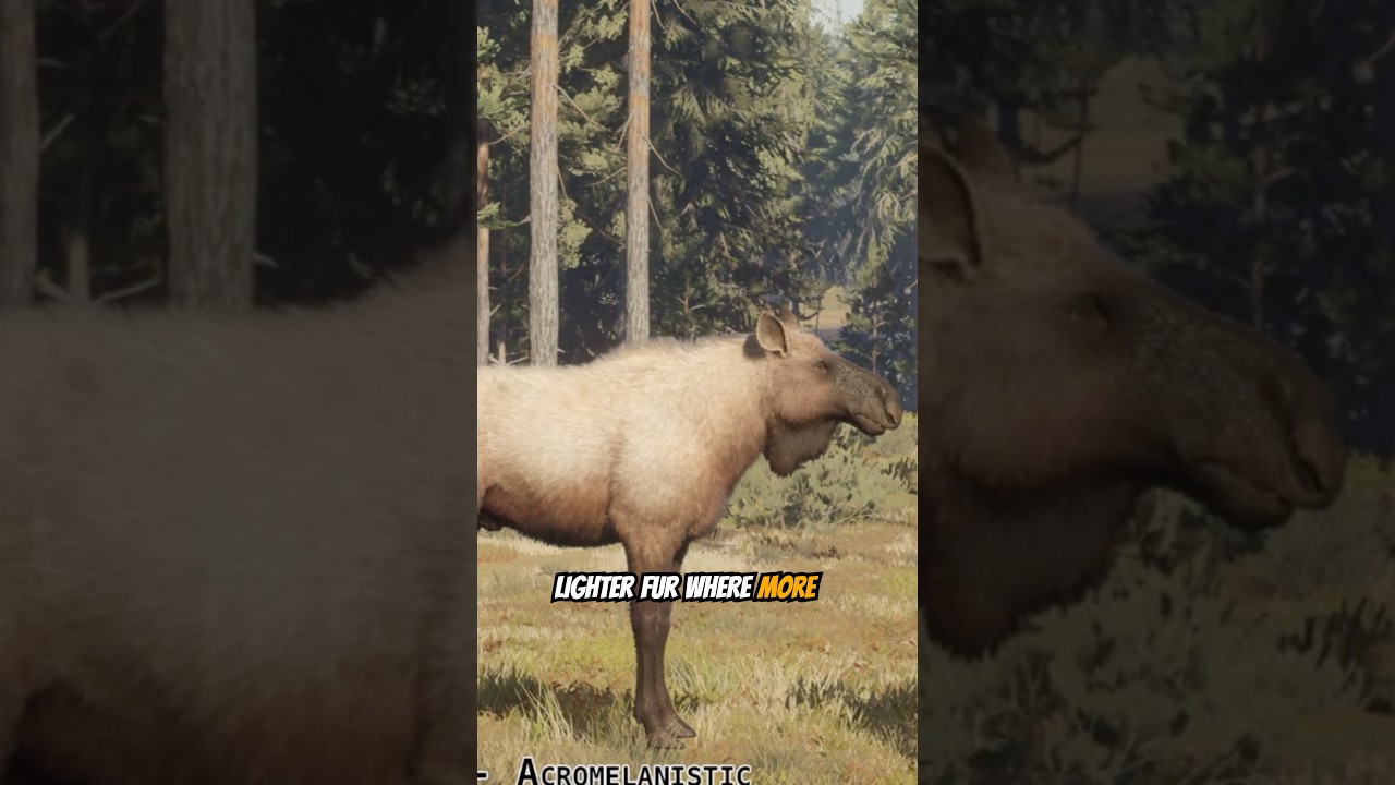 Представлены новые РЕДКИЕ ШКУРЫ ЛОСЯ! #cotwgameplay #thehunter #cotw