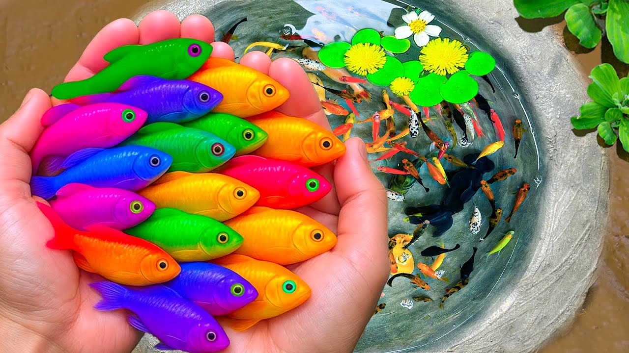 Catch Most Beautiful Popular Aquarium Fish In Small Pond, Goldfish, Carp, Guppy, Three Tailed Fish