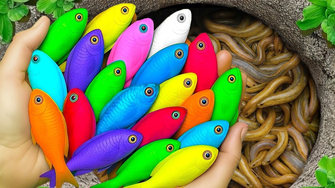 Catch beautiful aquarium fish in small pond baby turtles, blue guppies, molly fish, koi, betta fish