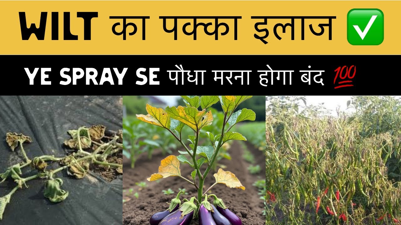 एक ही Video में Wilt Disease का असली इलाज 🌱 | Bacterial + Fungal Wilt 100% Solution