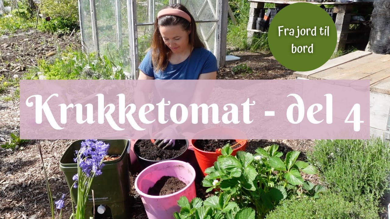 Krukketomat fra jord til bord - del 4 | Utplanting