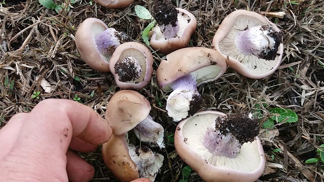 Lepista personata