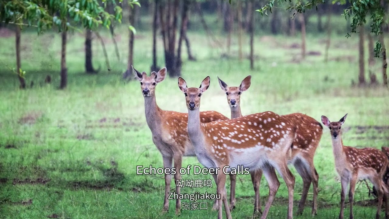 Spend your weekend in beautiful Hebei｜Beauty of Ecology ②