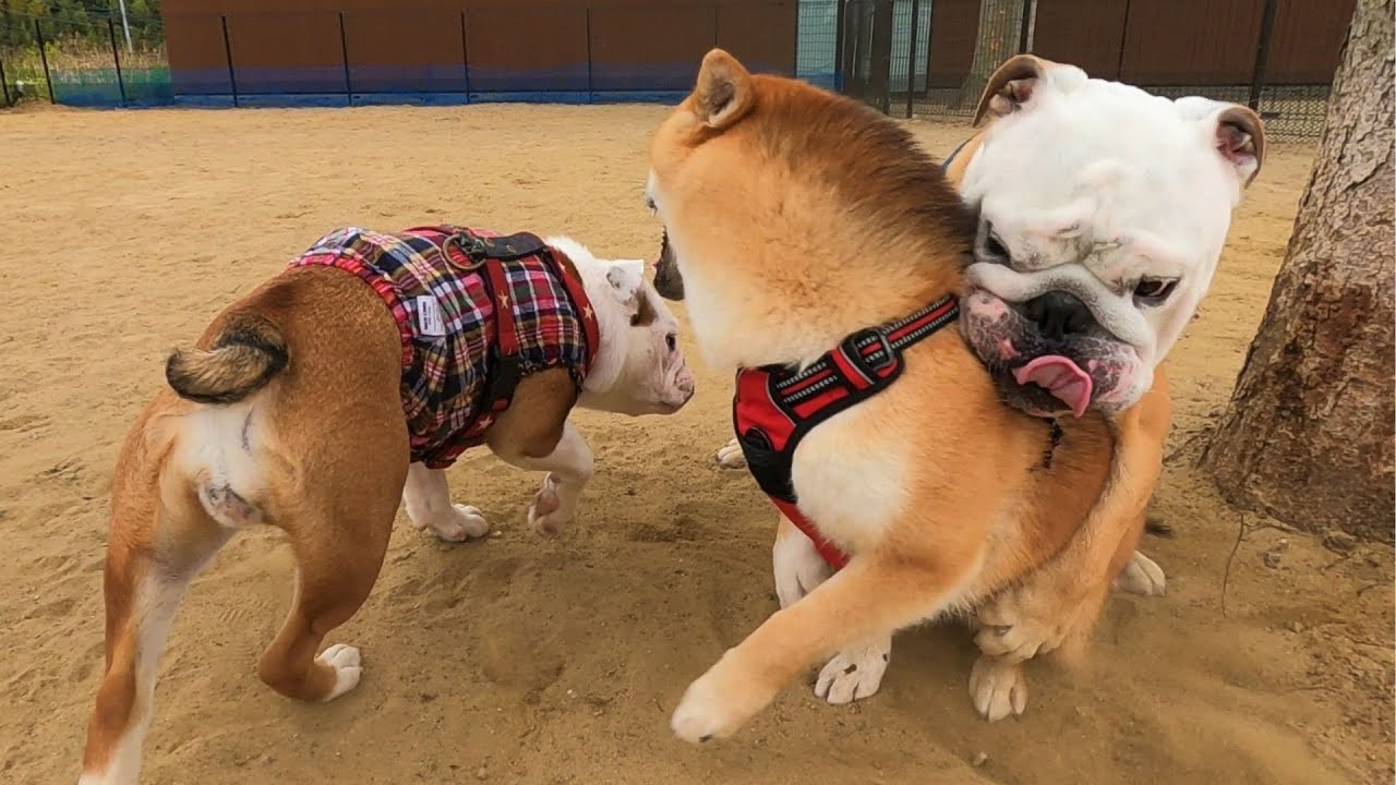 ブルドッグ2匹が柴犬に挑んだ結果はこちらWWWW!