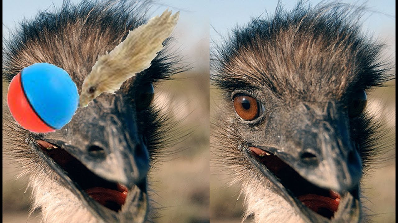 Emu Tango (Emu vs. Weasel Ball)