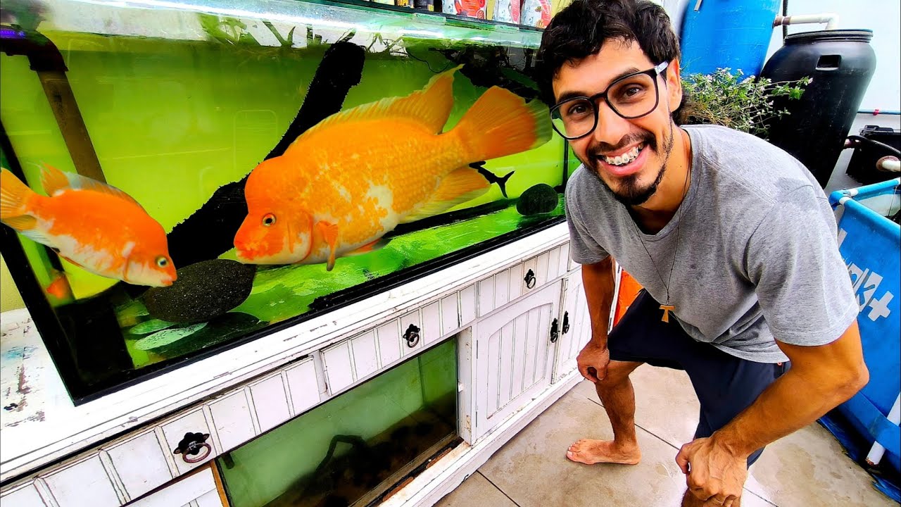 GANHEI PEIXES EXÓTICOS AGRESSIVOS QUE TERÃO BEBÊS 😍