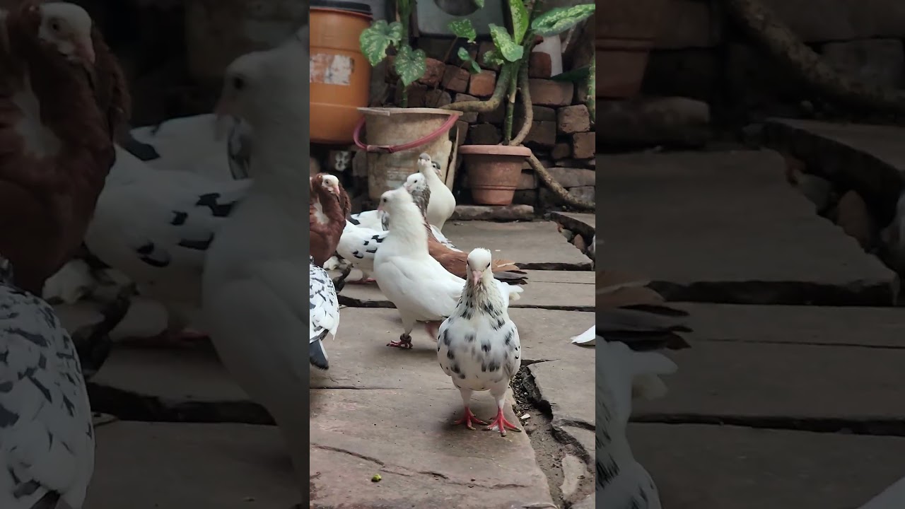 Fancy Pigeons 😍 Kabutar Status 🕊 #shorts