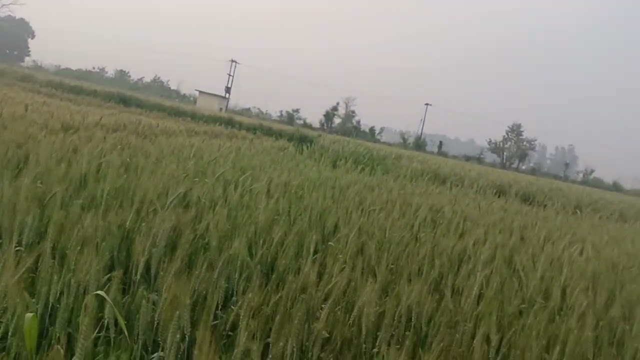 कल मैं गई अंकु की मम्मी के खेत में 🙏🙏🙏🙏🙏❤️❤️❤️💗💗💗