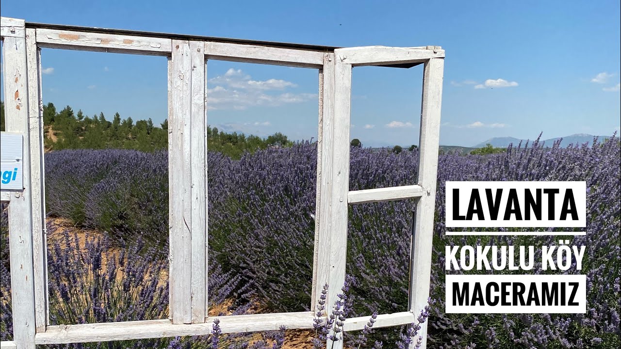 Lavanta kokulu köy maceramız //  #lavanta #lavantakokuluköy
