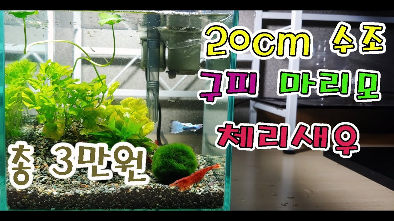 3만원으로 20cm 수초 어항에 구피, 체리새우, 마리모 죽지 않게 키우기