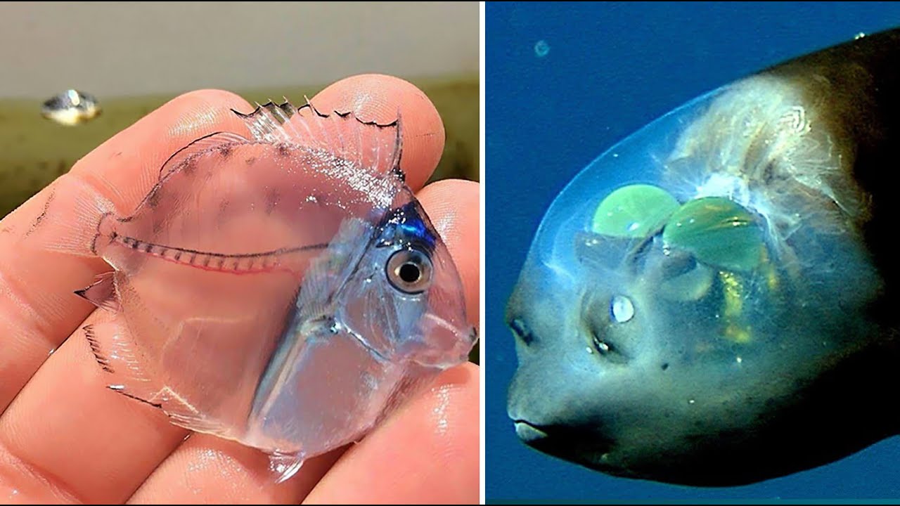 10 Most Beautiful Transparent Creatures in the World