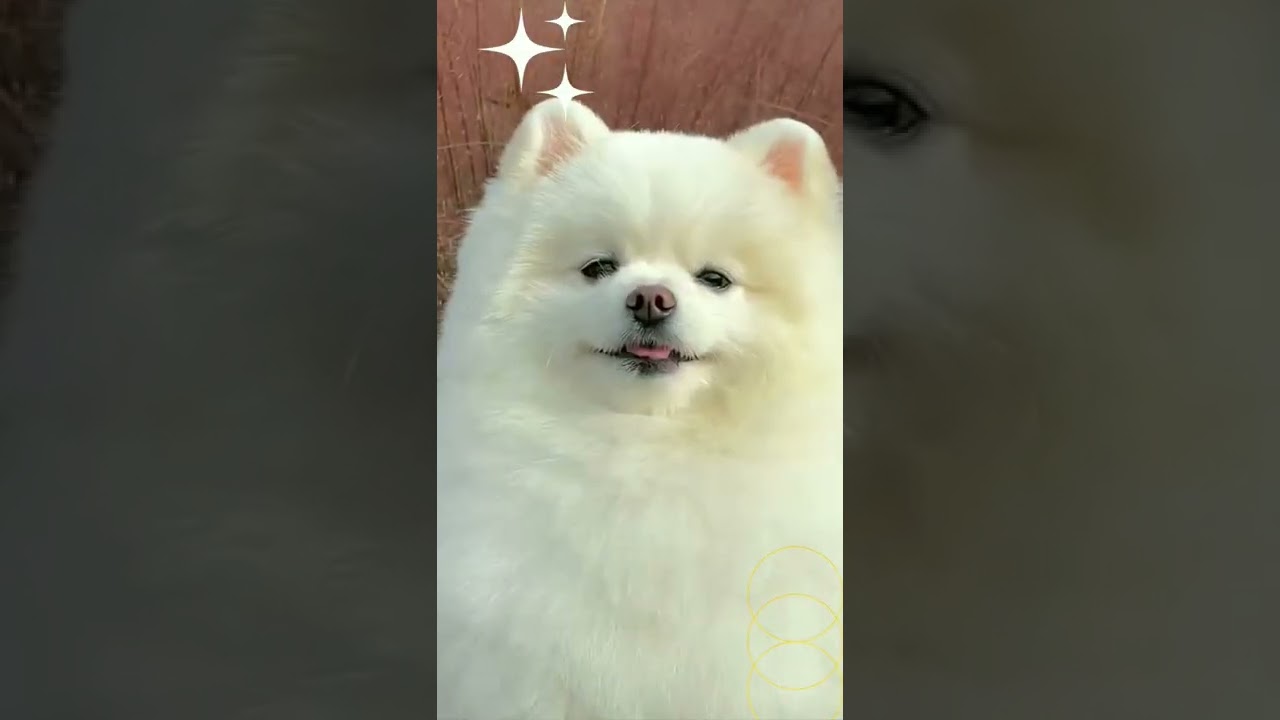 #funnyanimals #cats #dogs#anjinglucu #anjing #hewanlucu #vidioviral #vidioterbaru #shortvideo