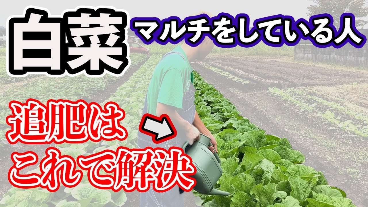【白菜】マルチの場合の追肥の方法。ここが違う！？マルチしている人は必見。