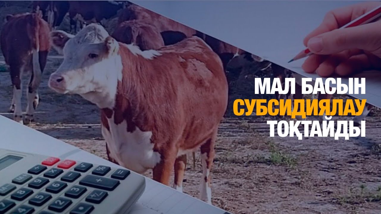 Мал басын субсидиялау тоқтайды | Jibek Joly news