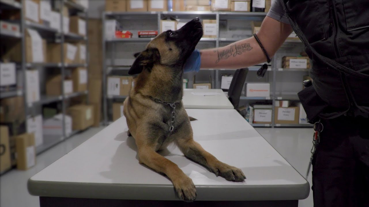 Sur les pas d’un chien renifleur de drogue
