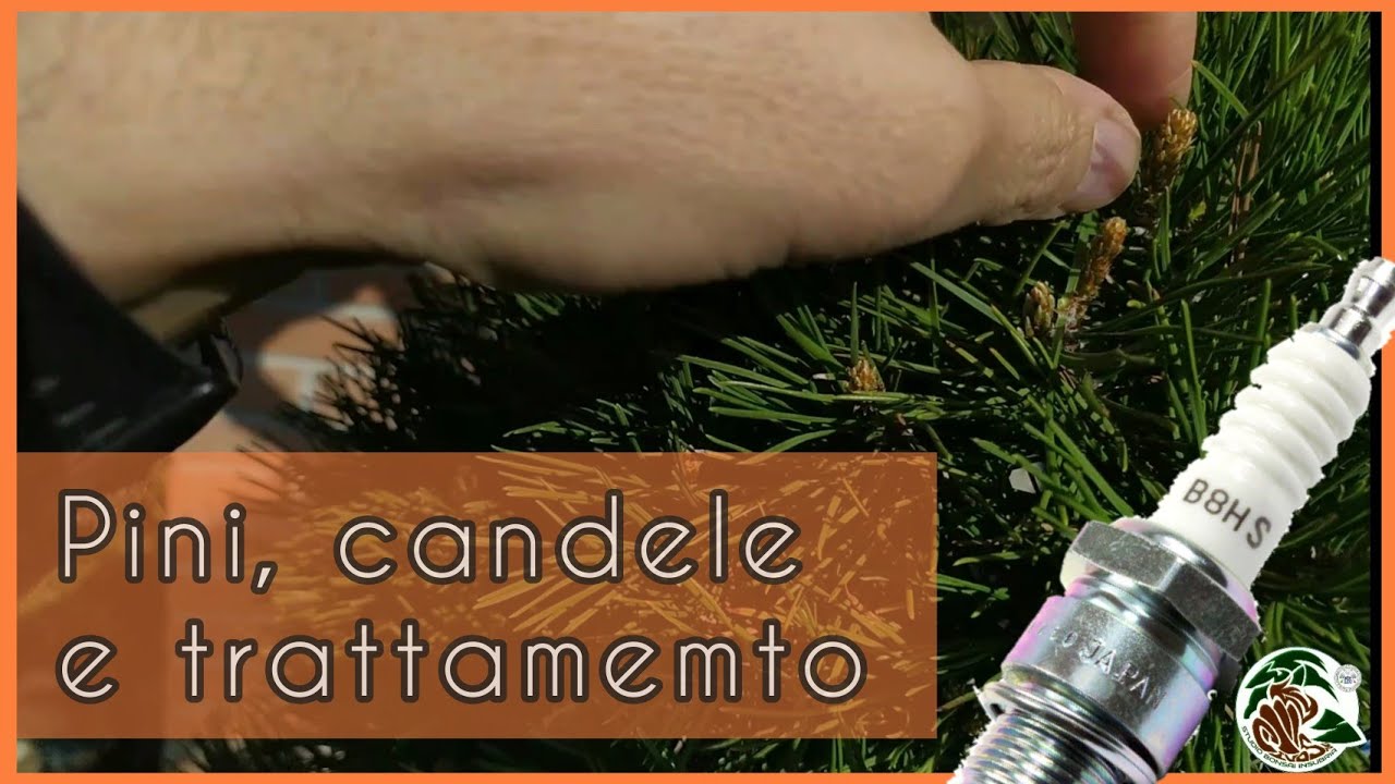 Parliamo di bonsai, pini e candele