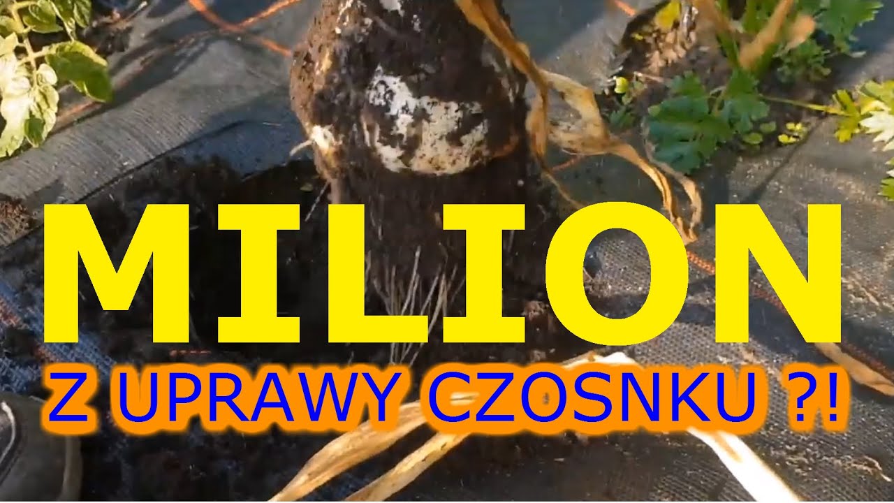 Milion złotych z hektara w uprawie czosnku ?!