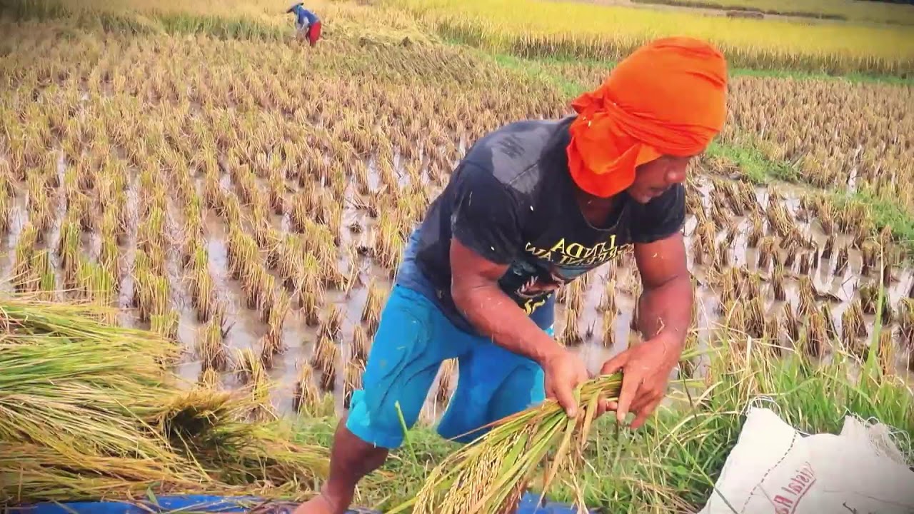 Smart Machine: Simple Rice Thresher in Full Action _FarmersLife _Shorts