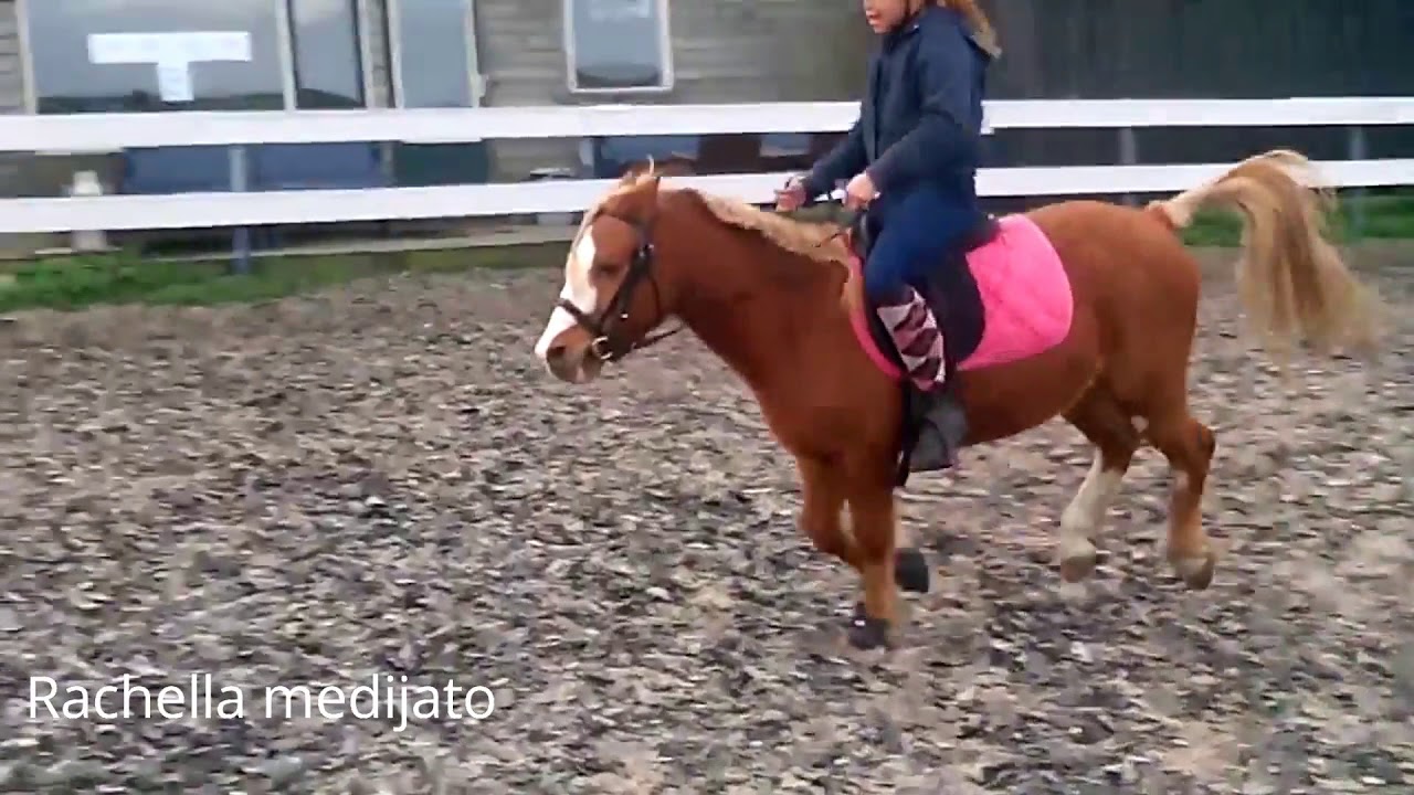 Paarden bloopers