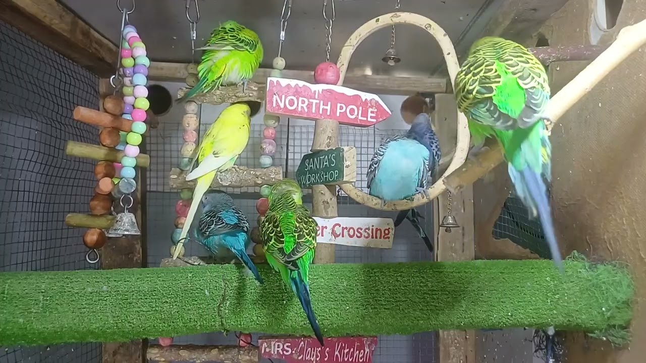 💰🦜How Much Is the Most Expensive Parrot?