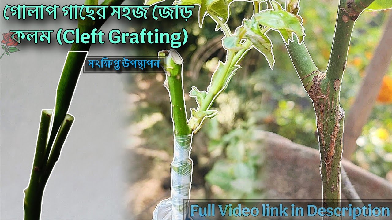 📌Bangla highlight গোলাপ গাছের জোড় কলম(Cleft grafting)✂️(2 min).🥀