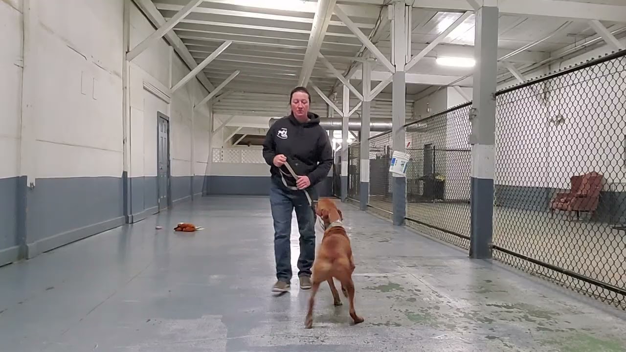 How to get your dog's mind focused and physical energy out on a walk