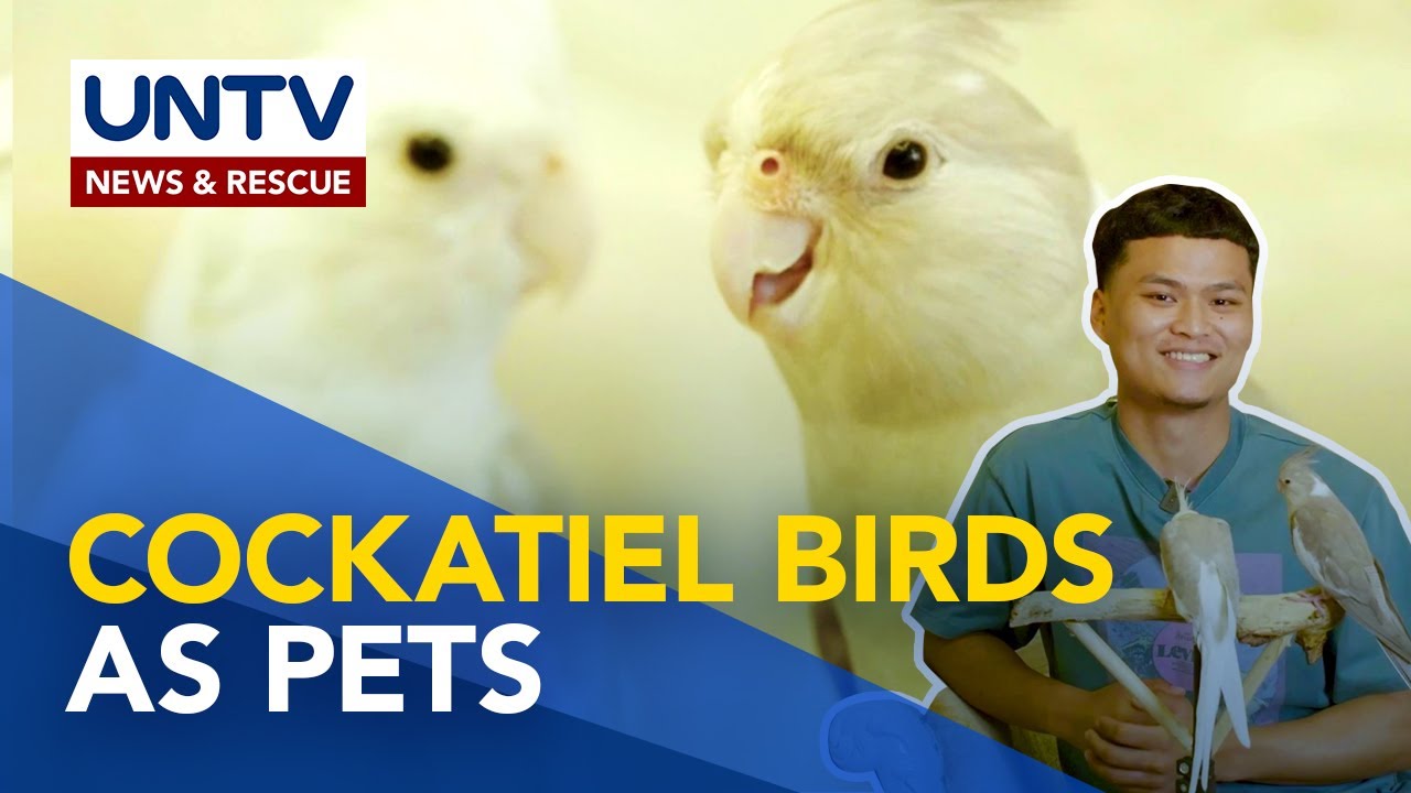 Cockatiel birds, paano sila alagaan? | Pet Talk