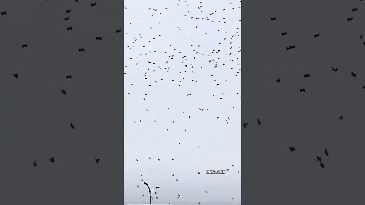 The drone show failed, and a large number of drones fell into the water instantly.#Drone show#Drones