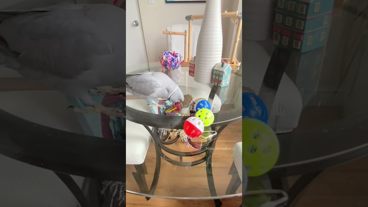 RINGNECK PARROT VLOG - Just my brotha and I chilling