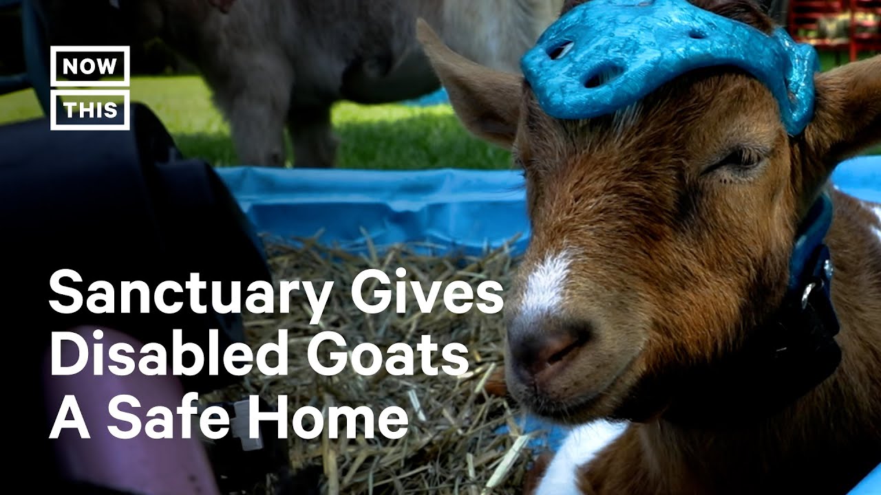 Goats of Anarchy Gives Goats with Disabilities a Second Chance