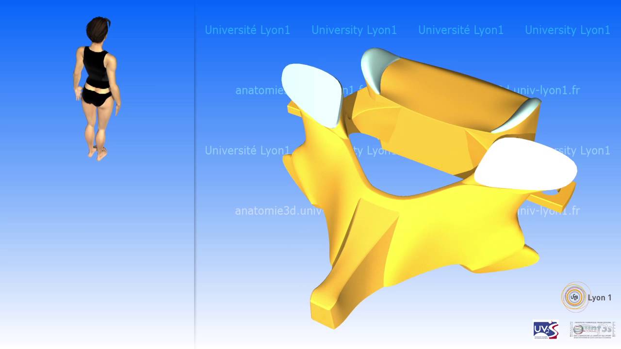 Coluna cervical e movilidade da reglao cervical