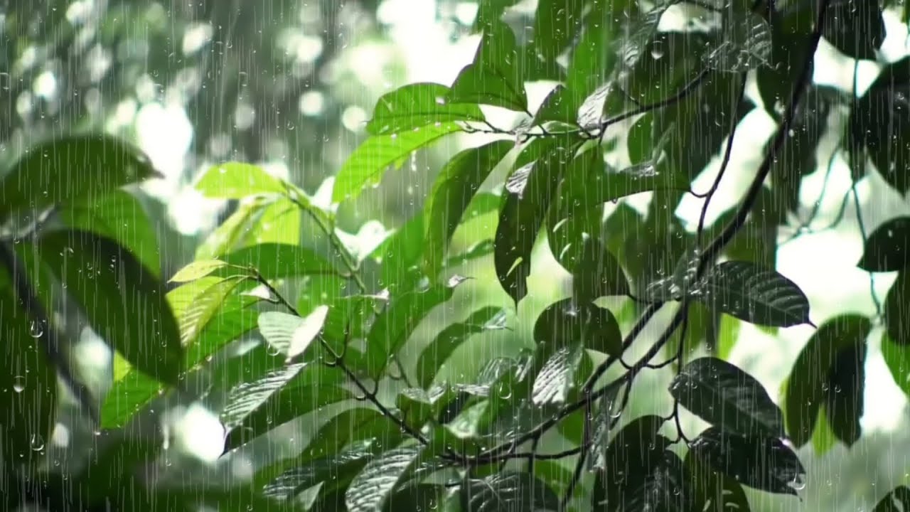Rain Sounds for Sleeping - ASMR Natural Rainstorm with Thunder for Better Sleep
