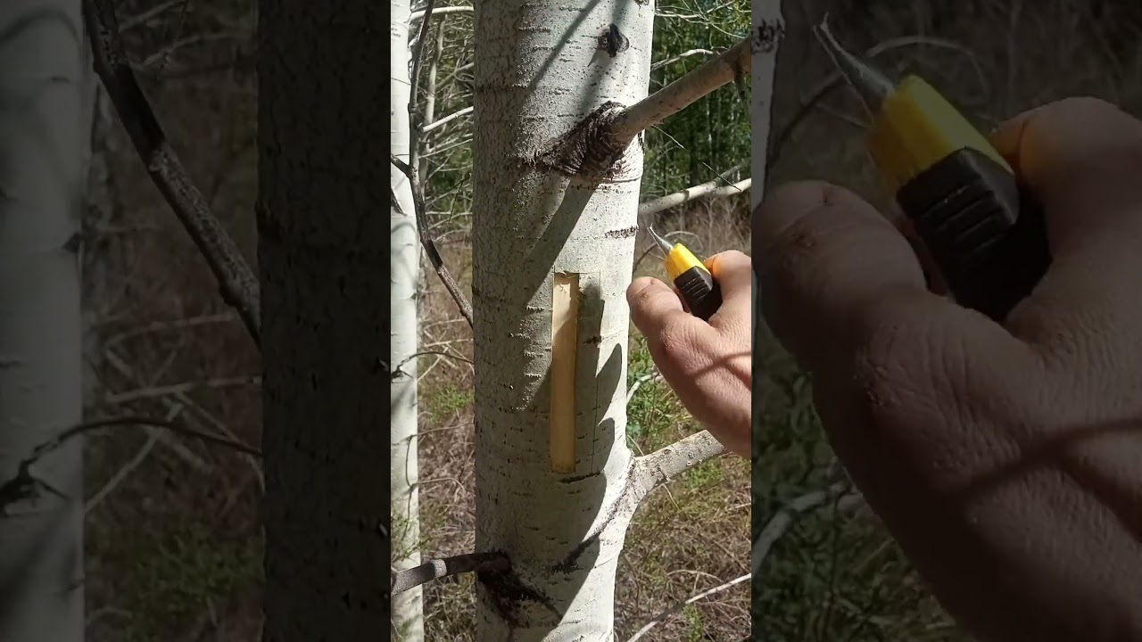 Кора Осины: как заготовить самому🌱