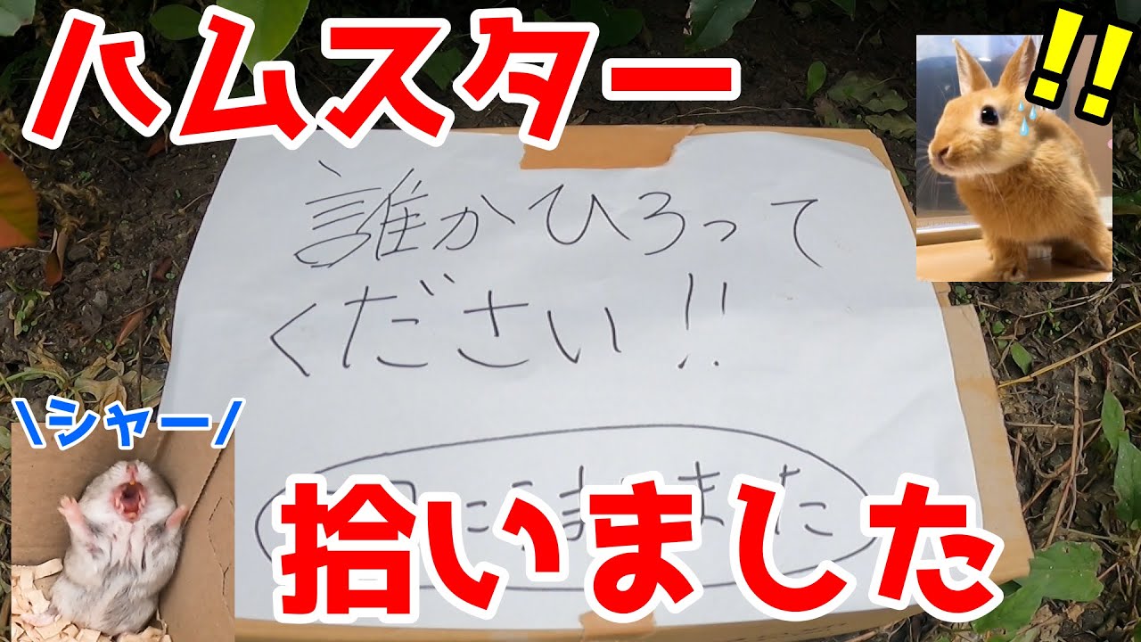 ハムスター拾いました【ハムスターも飼い始めました　うさぎのキセキ】