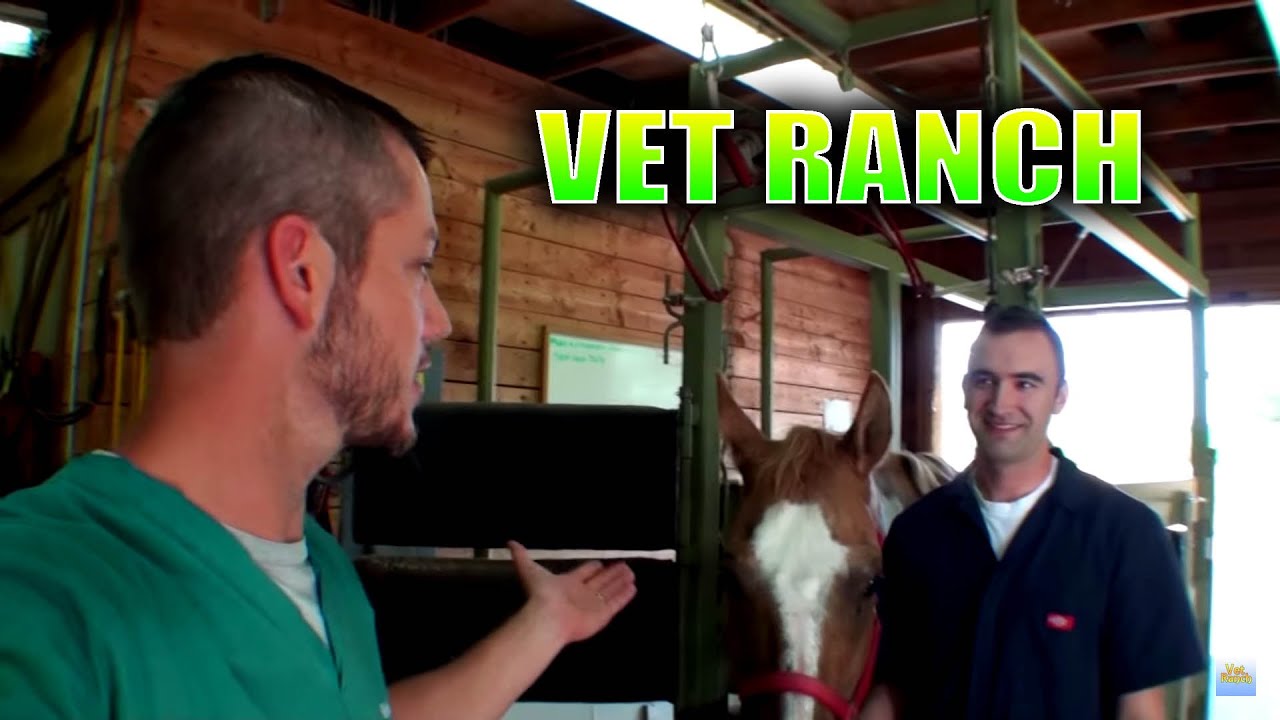 New Large Animal Vet on Vet Ranch!