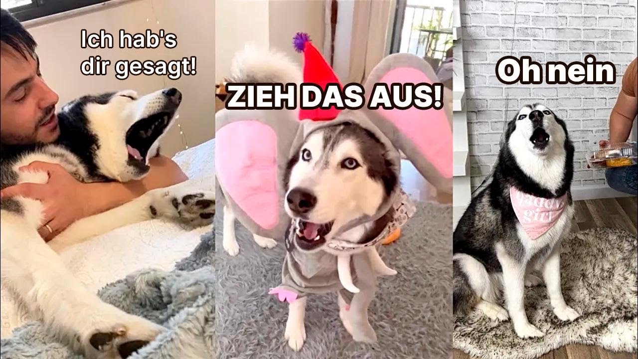 Alltag mit einem sprechenden Husky – Die besten Momente, Teil 2