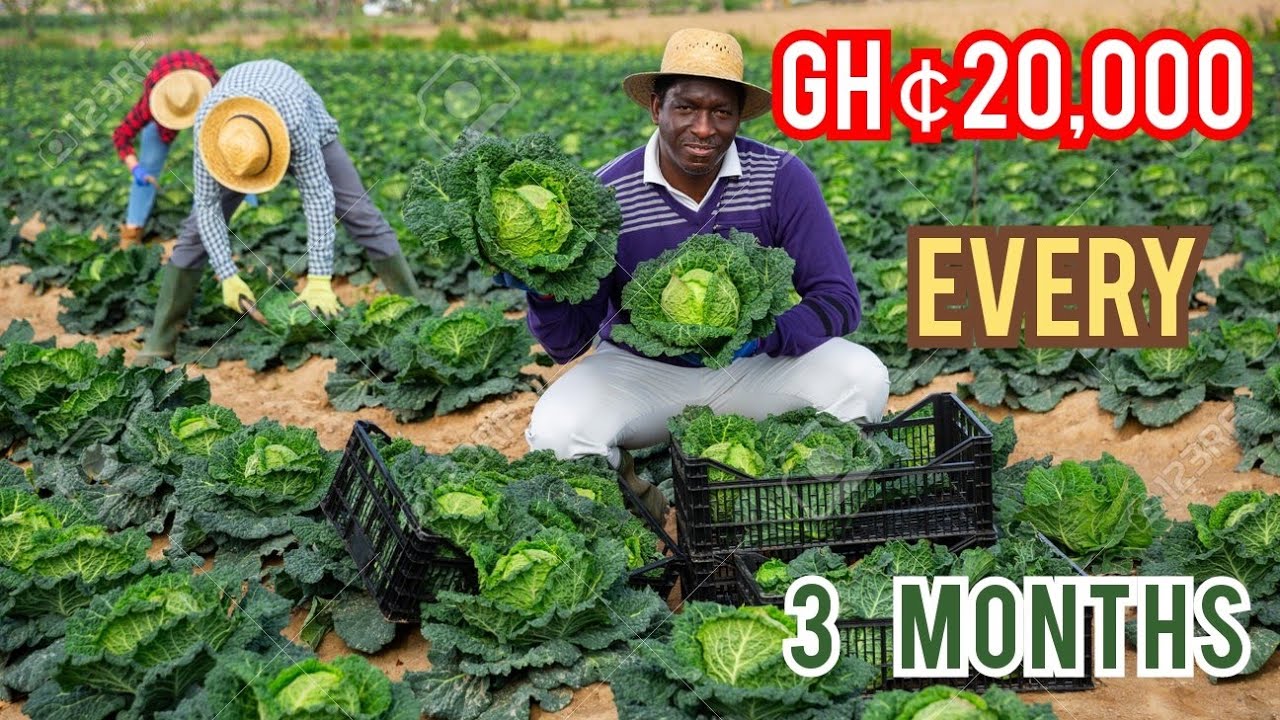 How To Use GHC 3000 In Making GHC 20,000 In Cabbage Farming In Ghana | #SHOWBOY FARMS