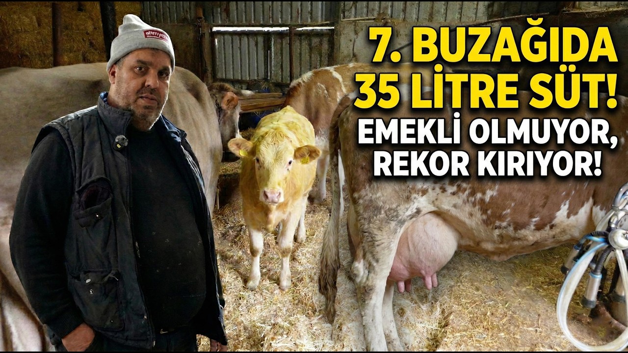 7.⁠ ⁠Buzağıda 35 Lt Süt | %100 Bitkisel Besleme İle Üstün Damızlık Vasfı