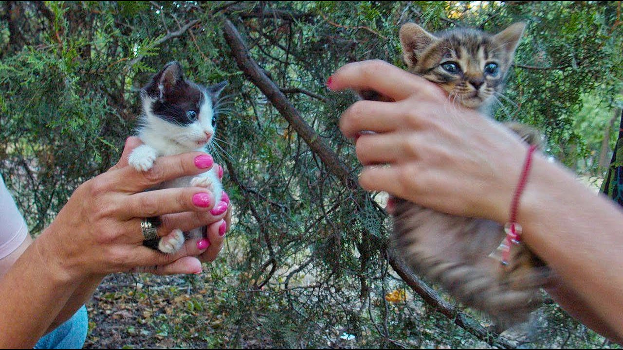 We went to Rescue 2 Kittens, but we Never Expected to meet 100 Hungry Cats